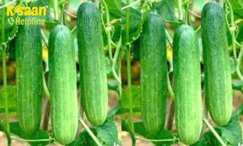 Cucumber (खीरा)